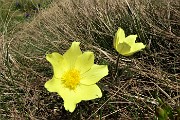 70 Prime fioriture di pulsatilla alpina sulfurea
